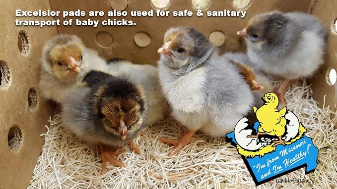 Cackle Hatchery Laying Hen Nest Box Pads and Chicken Coop Floor Pads Made in USA from Sustainable Aspen Exceslior - 13 x 13 Thick Pads (40 Pack)