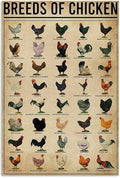 Breeds of Chickens Poster Vintage Metal Tin Signs Coffee Shop Rooster Iron Painting Retro Novelty Funny Bar Pub Restaurant Kitchen Farm Chicken Coop Wall Art Home Decor 8x12 Inch