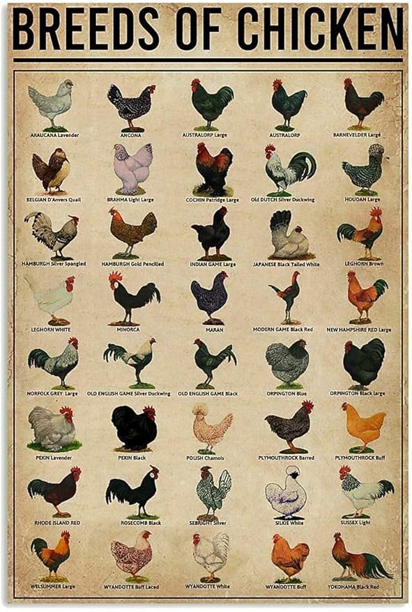 Breeds of Chickens Poster Vintage Metal Tin Signs Coffee Shop Rooster Iron Painting Retro Novelty Funny Bar Pub Restaurant Kitchen Farm Chicken Coop Wall Art Home Decor 8x12 Inch