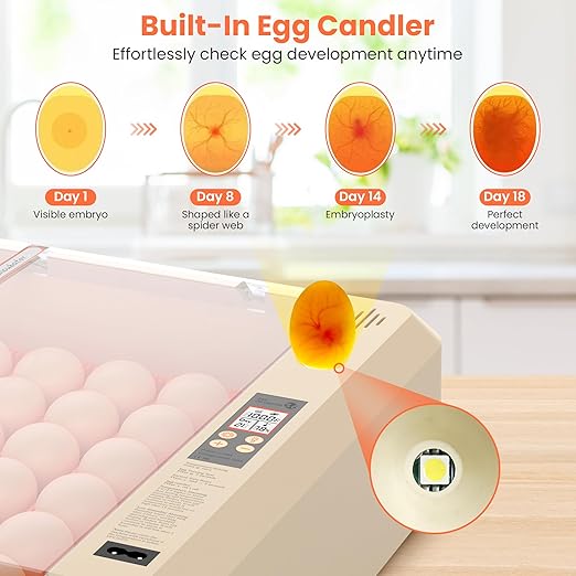 36-60 Egg Incubator with Automatic Egg Turning and Humidity Control, Adjustable Chicken Egg Incubator with Digital Display, for Hatching Eggs Include Chicken Duck Quail Eggs(Orange)