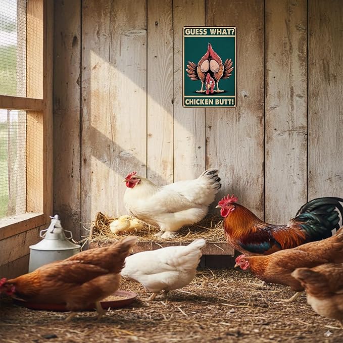 Funny Chicken Sign Guess What Vintage Tin Sign for Home Farm Chicken Coop Kitchen Garden Yard Decor 8X12 Inch(3935)