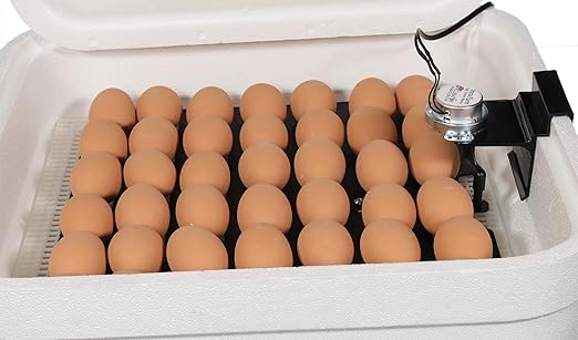 Incubator Warehouse HovaBator Genesis Starter Combo Kit with Circulated Air Incubator - Chick Incubator with Automatic Egg Turner for Hatching Chicken - Goose, Duck, Turkey, Quail, Chicken Incubator