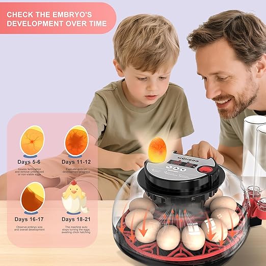 12 Egg Incubator for Hatching Chicken, Duck, Quail Eggs – 360° Visible Lid, Automatic Turning & Humidity Control, Built-in Egg Candler – Ideal for Home & Classroom Science Projects