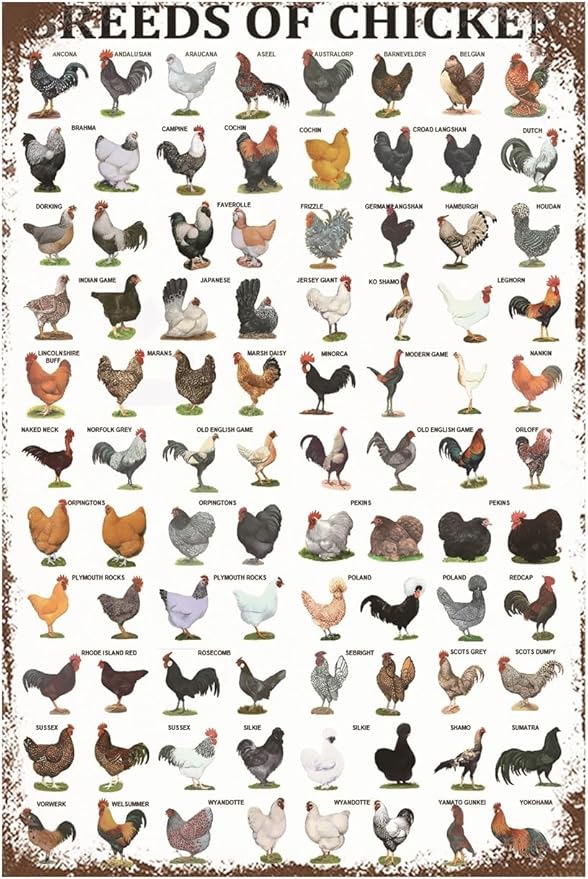 Funny Chicken Sign, Metal Chicken Coop Tin Signs, Breeds of Chicken, Yard Sign Garage Farm Garden Wall Decor Sign Plaque Outdoor for Home Fence 8 X 12 Inches