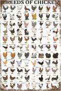 Funny Chicken Sign, Metal Chicken Coop Tin Signs, Breeds of Chicken, Yard Sign Garage Farm Garden Wall Decor Sign Plaque Outdoor for Home Fence 8 X 12 Inches