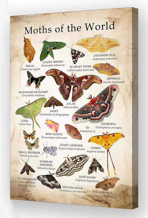 Wallpicss Moth Wall Art Framed Canvas Pictures Vintage Educational Posters Moths of The World Knowledge Poster Decorations for Office 12x18 inches