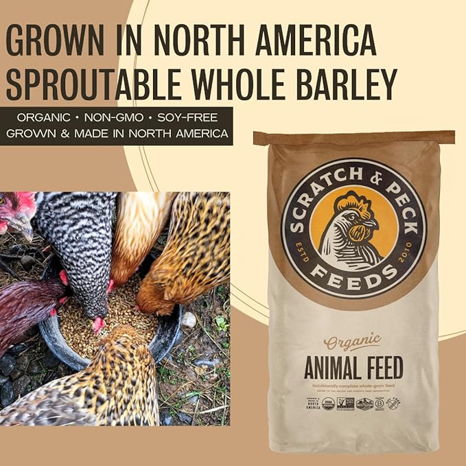 Scratch and Peck Whole Barley Chicken, Duck and Livestock Supplemental Grain - 8.5% Protein, Certified Organic and Non-GMO Project Verified Chicken Food - 40 lbs Bag