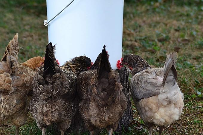 RentACoop DIY Waterer Kit - Horizontal Nipples with Dribble Dish and Installation Tool - Great for Chickens, Turkeys, Peafowl, and Other Poultry - 20 Pack