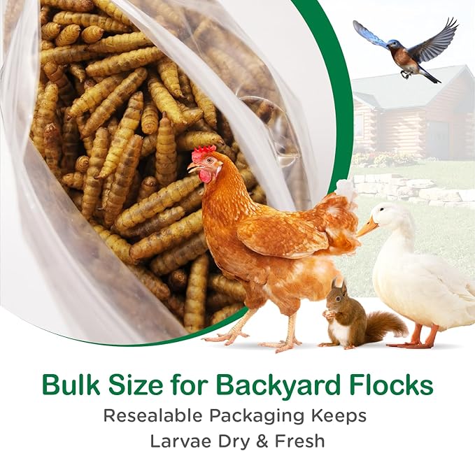 10LB Dried Black Soldier Fly Larvae – High Calcium Chicken Treat for Laying Hens, Ducks & Wild Birds, 85X More Calcium Than Mealworms, Premium High-Protein Poultry Snack