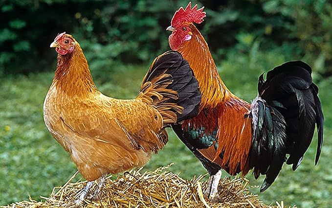 New Thunder Max Vitamins Health Supplement Capsules Rooster Booster Chicken Increasing Energy Formula Feed Cock, Good Breeding, Stronger & More Power, Healthy 90 Capsules Hen Food