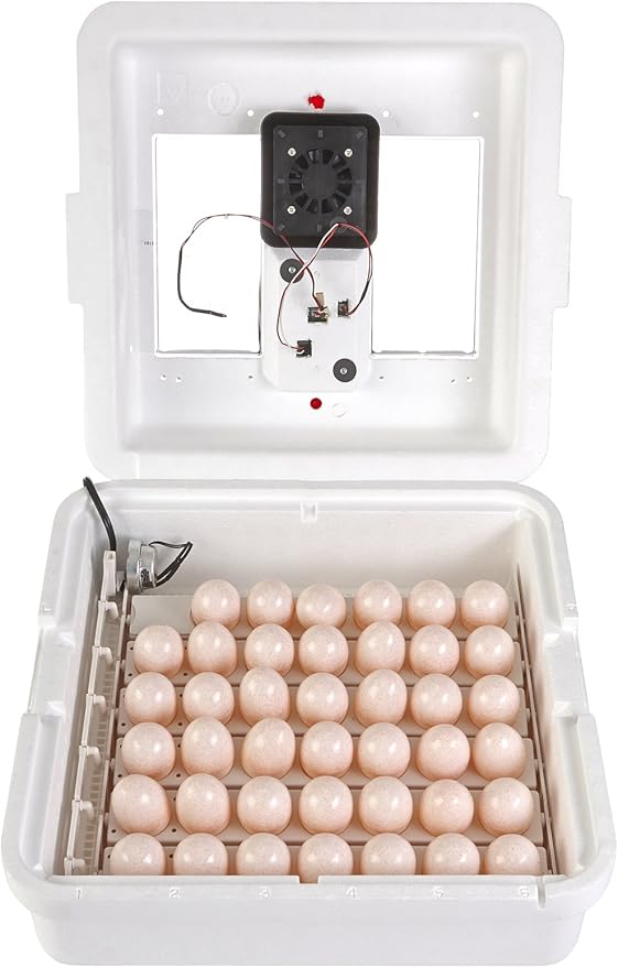 Little Giant® Digital Circulated Air Incubator with Automatic Turner | 41 Eggs | Egg Incubator with Fan and Egg Turner