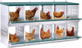 10 Compartment Nesting Boxes for Chickens with Large Vented Holes Roll Away Nesting Boxes Wall Mountable Laying Box Indoor & Outdoor Use Easy Egg Collection for Chicken Coop, Backyard, Farms, Green