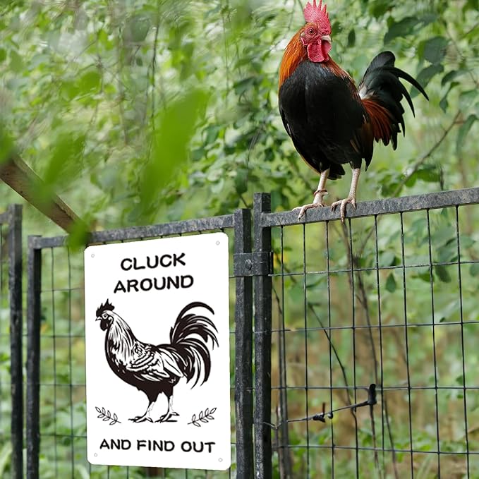 Chicken Coop Signs, Cluck Around and Find Out, Metal Signs for Farmhouse, Garden, or Kitchen Decor, Chicken Signs for Coops and Farms(8" x 12")