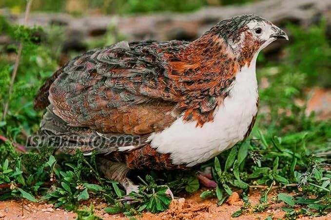 12 Showline Celadon Quail Hatching Eggs – Jumbo Showline Exotic Coturnix – Mixed Varieties – Farm Fresh & High Hatch Rate – LSJ Farms - Ultra Rare