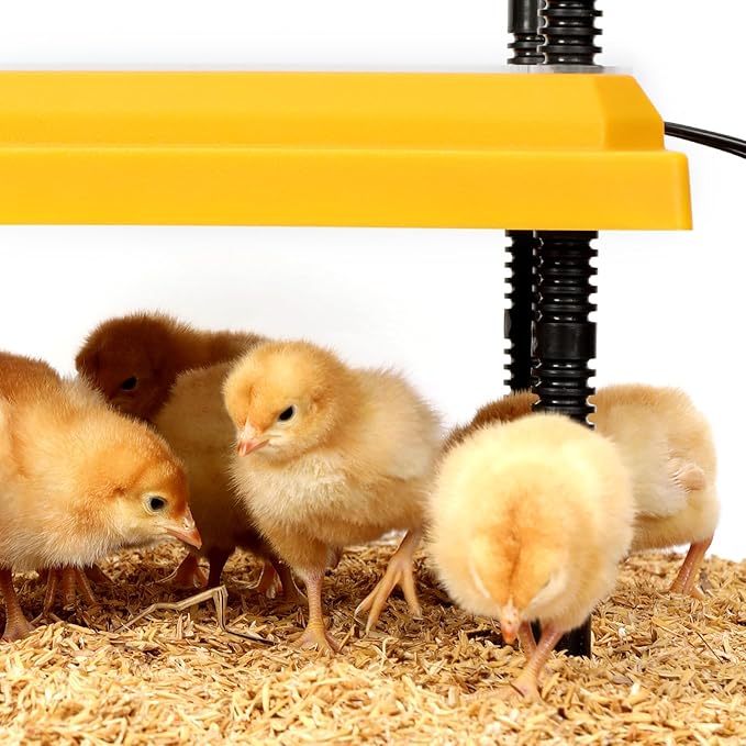 Brooder Heating Plate for Chicks Adjustable: with Bonus 12x12 Warmer with Easy- Cleaning Plate 22W Poultry Coop Heater for 15 Baby Chicks