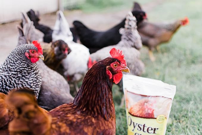 Manna Pro Crushed Oyster Shell for Laying Hens, High-Calcium Supplement to Support Strong Eggshells and Healthy Laying Chickens, Poultry Oyster Shell, 6-Pack of 5 lb Bags
