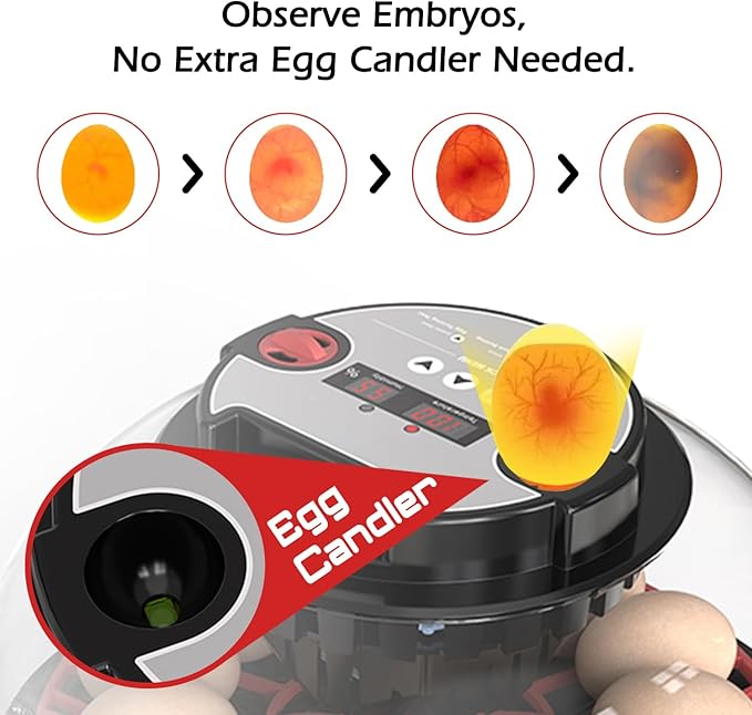 Smart Chicken Incubators for Hatching Eggs with Automatic Turner Small Poultry Duck Quail 12 Egg Incubator Temperature Control Display Hatcher Machine (M12 Pro)