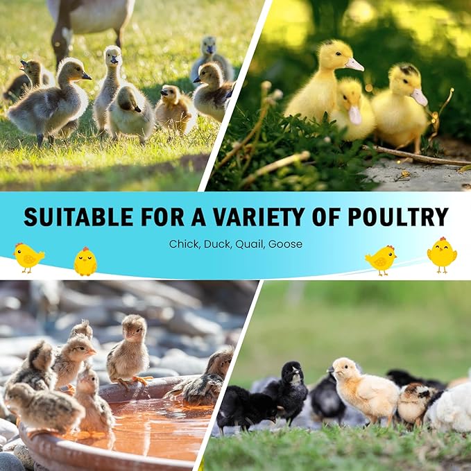 Chicken Brooder Box for Chick Starter Kit Upgrade Three-Sided Mesh Window Brooder Box for Chicks, Pop-Up Brooder Pen, Tent Up to 15 Chick, Duck and Quail (Green)