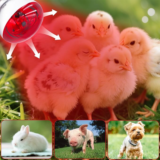 250 Watt R40 Red Heat Lamp Bulbs (2-Pack) - Infrared Incandescent Light Bulb for Chickens, Chicks, Reptiles, Pets, Poultry, Brooder, Coop, Bathroom & Sauna - E26 Base, 120V