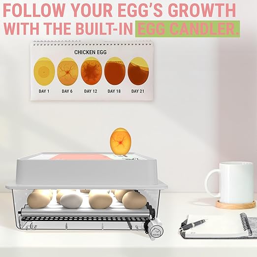 OBI-36 Incubator for Hatching Eggs – 36 Eggs, Easy to Use, Stable Temperature & Humidity Control with Eggloo Insulation - Orange