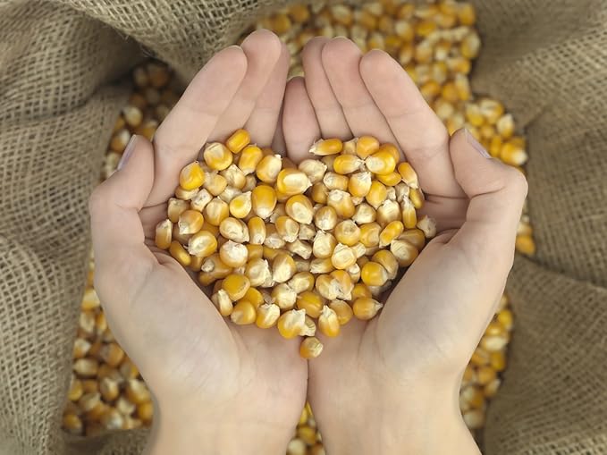 10 Pound of Whole Kernel Corn Animal Food for Ducks, Chickens, Squirrels...they all love it