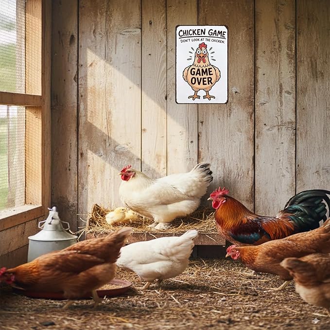 Funny Chicken Game Don't Look At The Chicken Vintage Tin Sign for Home Farm Chicken-Coop Kitchen Garden Yard Decor 8X12 Inch (3937)