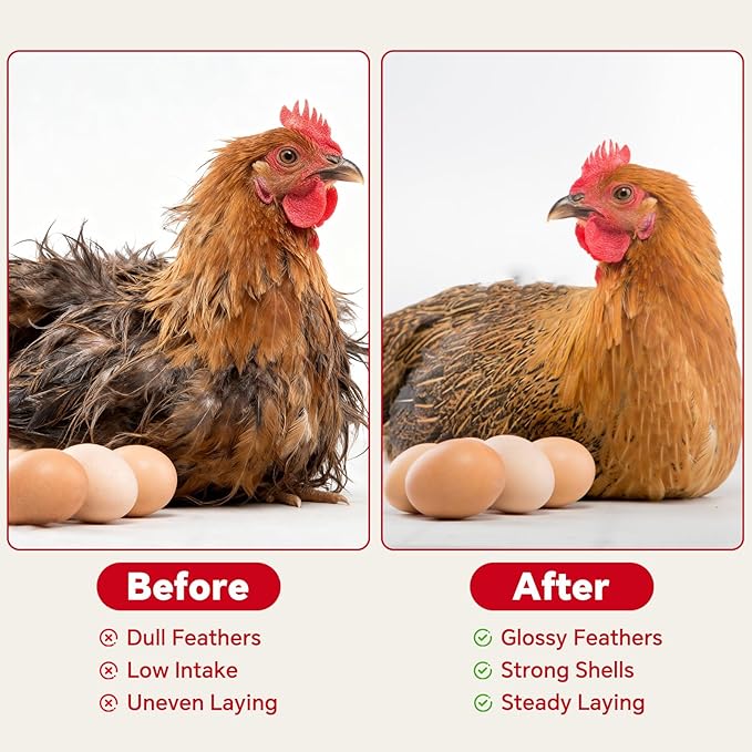 Chicken Vitamins & Electrolytes for Water — Immunity, Feather Health & Egg Production — Hydration + Glossy Feathers + Stronger Shells — Electrolytes, Calcium & Biotin, Vitamin D3 — 16 oz Powder