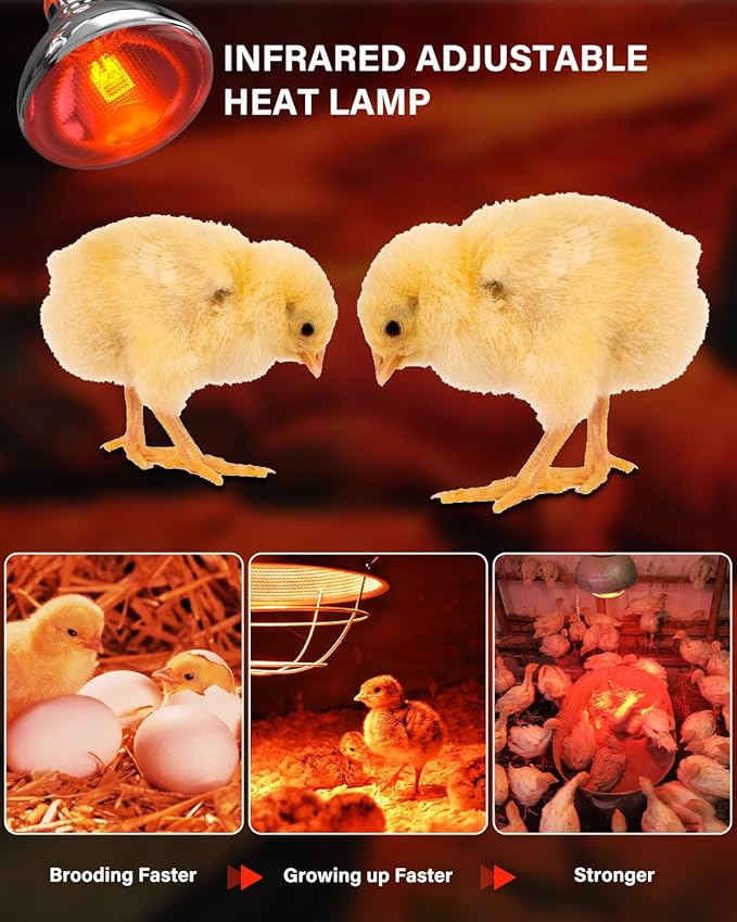 Heat Lamp Bulbs for Chickens Coop Brooder,150 Watt Reptile Heat Lamp Bulb Infrared Red Light for Chicks,Birds,Ducks,Dogs,Cats (Heating Lamp Not Included)-ONLY Sold Official