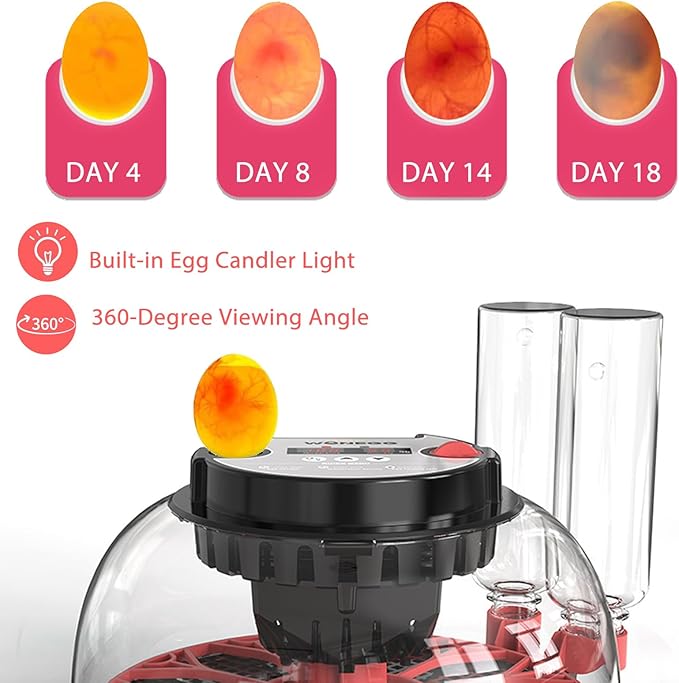 Incubators for Hatching Eggs, 12 Egg Incubator with Automatic Egg Turning and Humidity Control, 360° View Incubadora