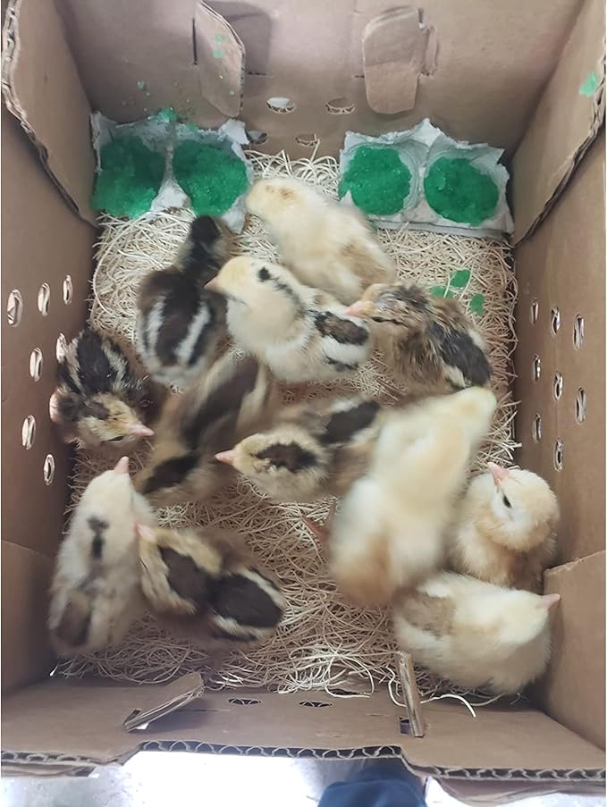 DUNCAN'S FAMILY FARM STORE Poultry Baby Chick Shipping Box Kit – 25 Chick Capacity, USPS Approved – Includes 10 Boxes, 10 Excelsior Pads & 2 GroGel Packs (200 Doses Total)