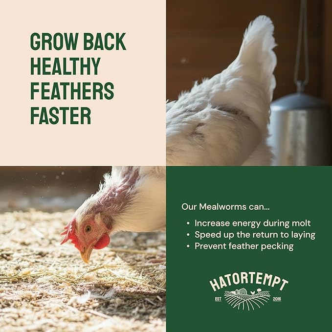 Hatortempt Bulk Dried Mealworms - 10 Lb Bag - Non-GMO Dried Mealworms for Chickens, Ducks & Wild Birds - High-Protein Chicken Feed & Bird Food
