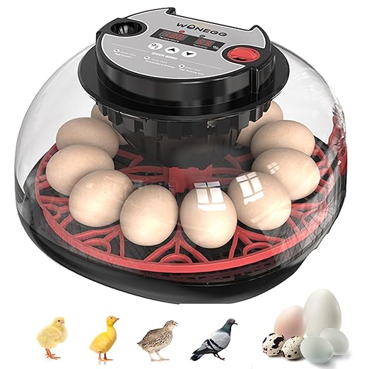 12 Egg Incubator for Hatching Chicken, Duck, Quail Eggs – 360° Visible Lid, Automatic Turning & Humidity Control, Built-in Egg Candler – Ideal for Home & Classroom Science Projects