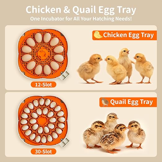 Chicken & Quail Egg Incubator, 2 Egg Trays, Automatic Egg Turning with Auto Stop, Humidity Control, Adjustable Incubation Day & Period, Auto Water Refill, Egg Candler, Clear View, APDOE HatchElite 12