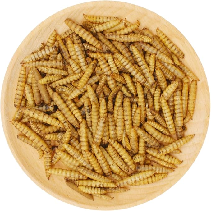 HARTOMPET Better Than Dried Mealworms for Chickens 1 lbs - 85X Calcium Than MealWorms - Non-GMO Chicken Feed Additive & Molting Supplement - Black Soldier fly Larvae Treats for Hens, Ducks, Wild Birds