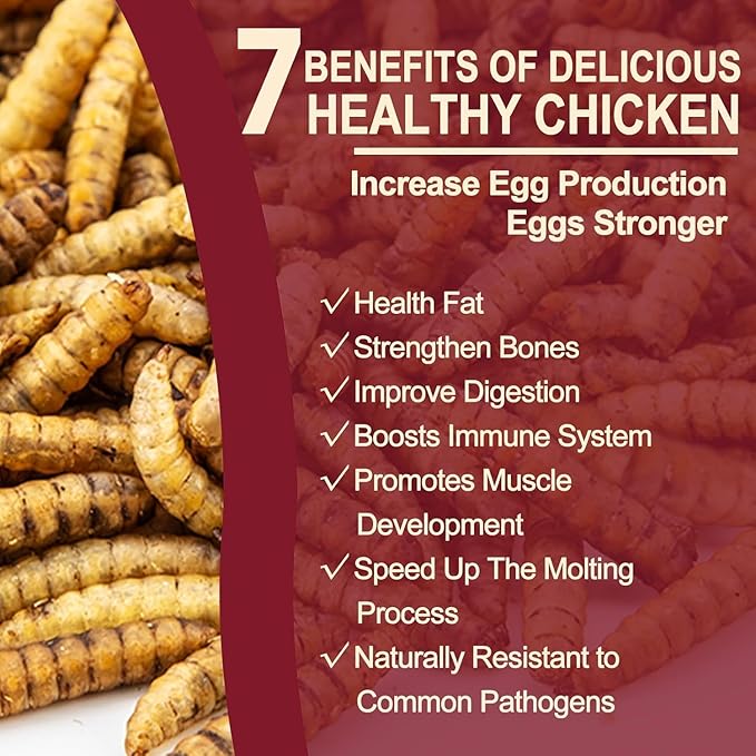Black Soldier Fly Larvae for Chickens, Non GMO High Calcium BSF Larvae Fly Grubs Than Dried Mealworms for Turkeys, High Protein Chicken Treats for Laying Hens, Natural Wild Bird Food 10LB (2.5LB * 4)