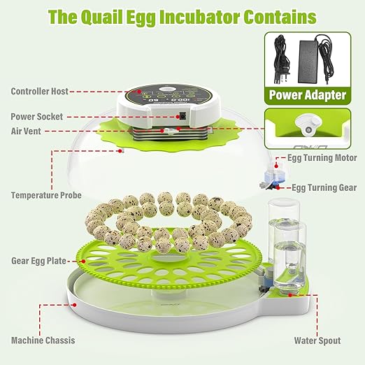Quail Egg Incubator for Hatching 40 Quail Eggs with Automatic Turner and Humidity Control, Small Quail Brooder, Outdoor Poultry Egg Incubator, Suitable for Quail Parrot Canary and Other Bird