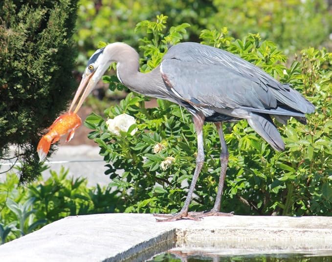Bird B Gone Pond Defender (12 Pack) - Floating Koi Pond Cover & Heron Deterrent, UV-Protected Interlocking Discs for Fish Pond Protection - Alternative to Pond Netting for Koi Ponds & Water Gardens