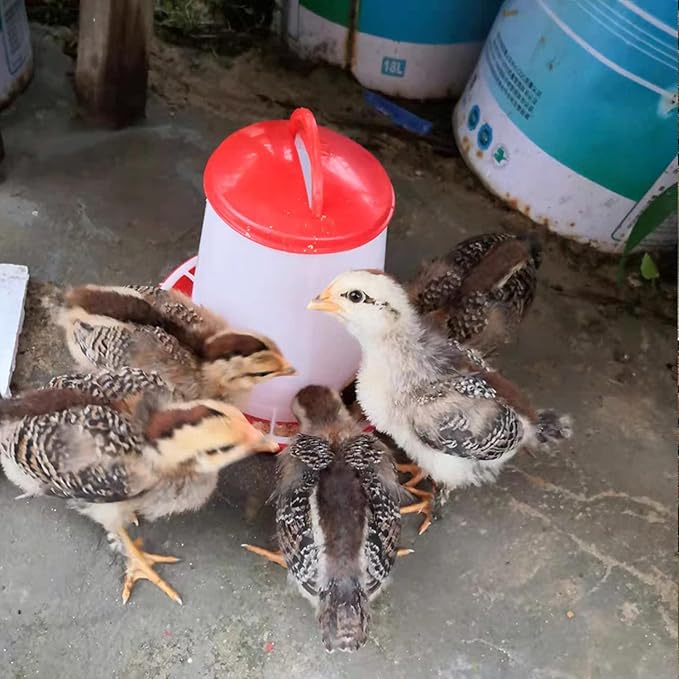 Chick Feeder and Waterer Kit Hanging Poultry Feeder & Drinker,1.5 L Waterer and 1Kg Feeder Set Chicken Water Feeder Kit for Farm,Chicken,Coop