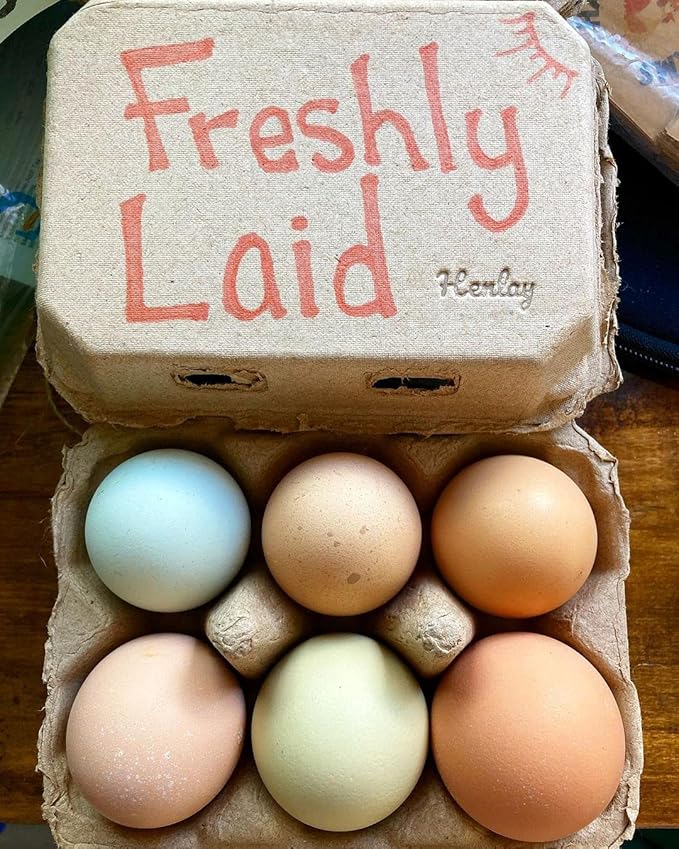 Half Dozen Blank Egg Cartons – Flat Top Half-Dozen Holder, Recyclable Pulp, Ideal for Farm-Fresh Eggs, DIY Custom Labeling, Eco-Friendly Storage - 20 Pack