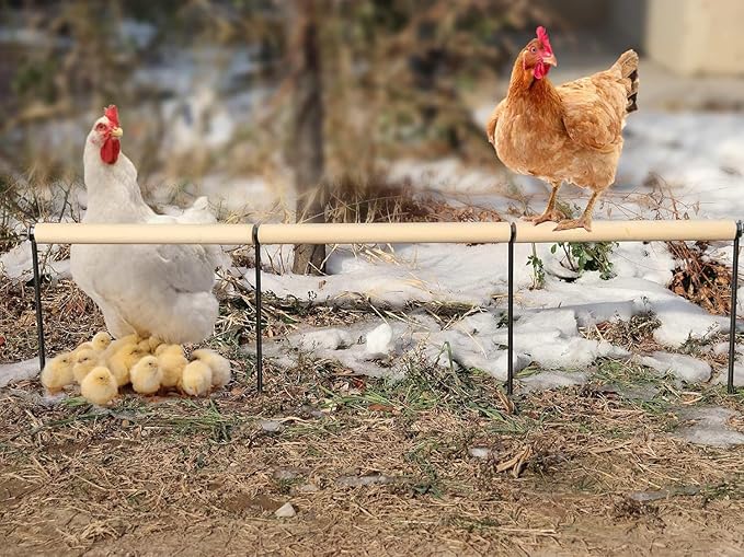 Extra Long Chicken Perch Toys, Wooden Chick Perch Stand with Metal Ground Plug, Outdoor Birds Training Platform, Chicken Coop Accessories, Suitable for Poultry Rooster Chicks Large Bird Chicks Parrot