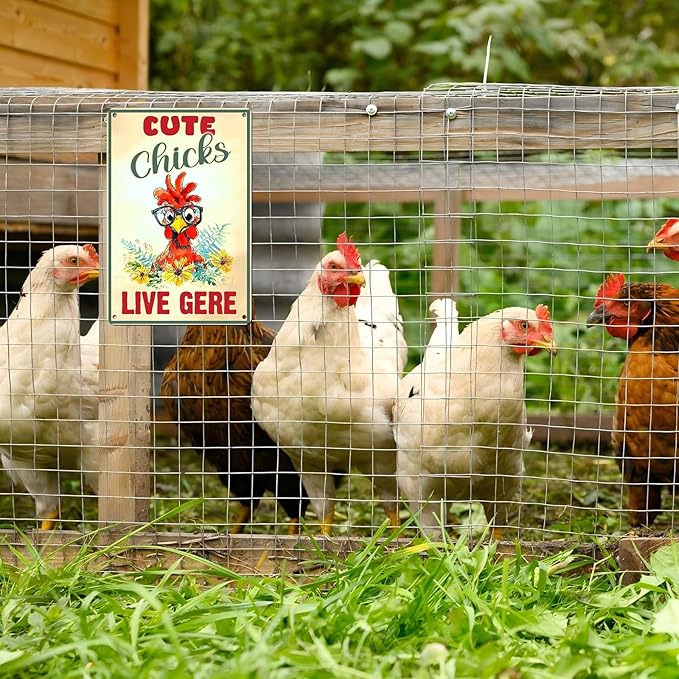Vintage Chicken Sign Cute Chicks Live Here Metal Country Chicken Hen Rooster Tin Signs Funny Coop Signs Outdoor Decor for Lovers House Decor 12 * 8inch