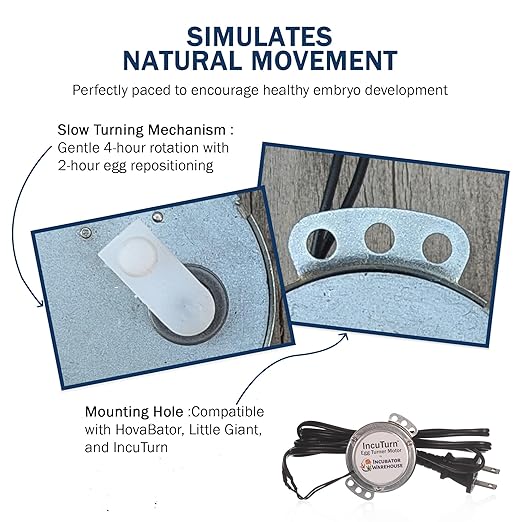 Incubator Warehouse Replacement Egg Turner Motor - High Performance Turner for Incubator - Eggs Turning for Little Giant or HovaBator - Rotating Motor for Chickens Ducks Goose