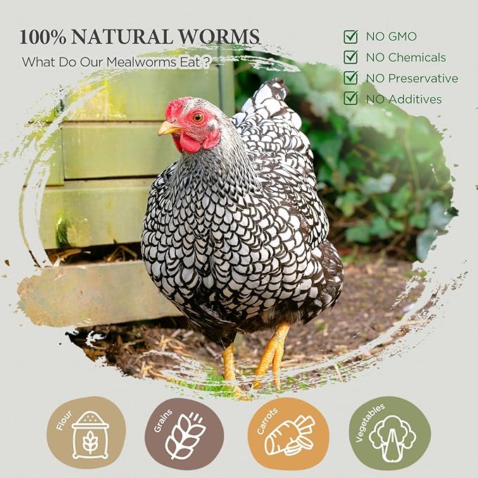 100% Natural Dried Mealworms, Non-GMO Meal Worms for Chickens, Ducks & Wild Birds, High Protein Chicken Treats & Bird Food, 10-lb Box