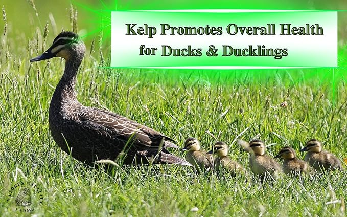 Kelp Meal Feed for Chickens and Ducks (15 oz) Vitamin Supplement