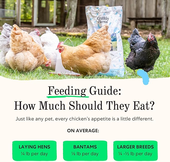 Grubbly Farms Fresh Pecks Layer Chicken Feed Crumbles - 16% Layer Feed for 20+ Week Old Hens, Batams, and Larger Breeds - Contains Black Soldier Fly Grubs - No Soy, Corn, or Fish - 30 lb Bag