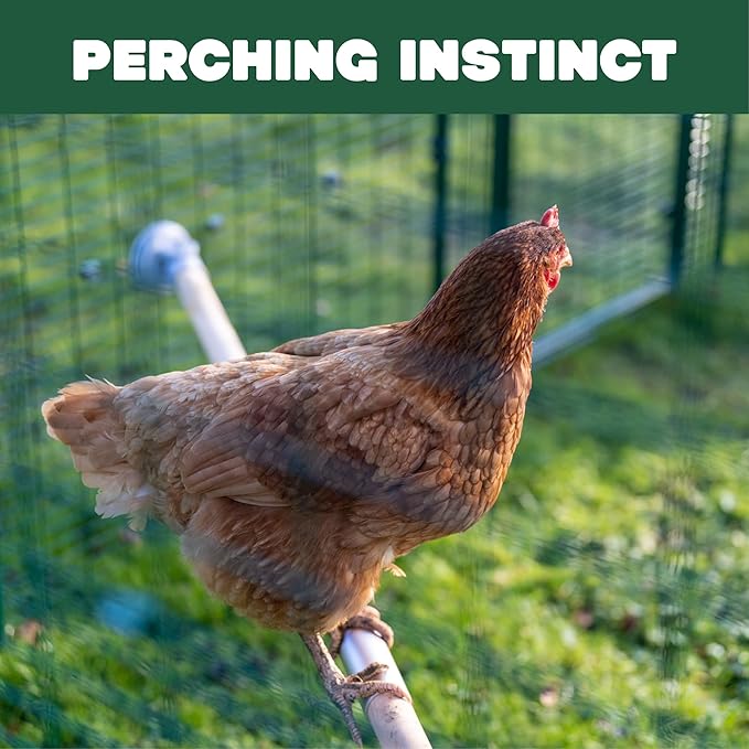 Omlet Chicken Perch | Eucalyptus Wood Roosting Bar for Poultry Runs | Weather-Resistant Outdoor Chicken Perch with Innovative Bracket Design | Fun and Durable Hen Accessory | 3ft