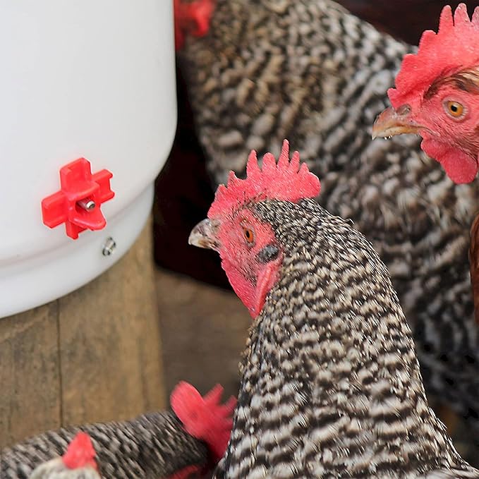 Farm Innovators 2 Pack Heated Chicken Waterer, Poultry Drinker Bucket, 2 Gallon