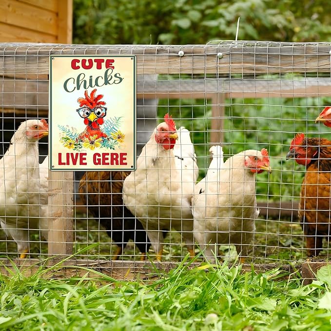 Vintage Chicken Sign Cute Chicks Live Here Metal Country Chicken Hen Rooster Tin Signs Funny Coop Signs Outdoor Decor for Lovers House Decor 12 * 16inch