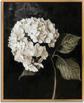 Vintage Flower Framed Wall Art Farmhouse Botanical Pictures Black White Hydrangea Painting Dark Floral Poster Rustic Plant Artwork White Hydrangea Pictures Antique Still Life Painting 8x10inch Framed