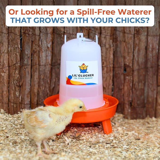 Lil'Clucker 1L Chick Feeder, 1.5L Chicken Waterer - No Leakage Chick Feeder and Waterer Kit, Hanging Baby Chick Waterer, Durable Chicken Water Feeder, Chicken Feeder and Waterer Set, Poultry Waterer